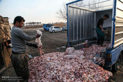 کیمیاگری متعفن | روزانه ۶۰۰ تن آشغال گوشت از تهران به ۵۰ کارگاه چربی گیری ری می رسد