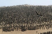 عکس روز| پرندگان دریایی آلوده به نفت