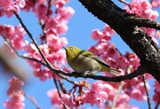 عکس روز| شکوفه‌های زودرس گیلاس