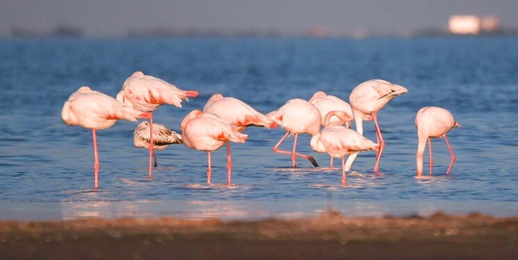 یورش مسلحانه ۱۵۰ شکارچی نقابدار به منطقه حفاظت شده | شلیک به محیط بابان | این رفتارغیرقانونی مصداق محاربه است؟