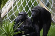 ببینید | شامپانزه‌ای که پدیکور می‌کند