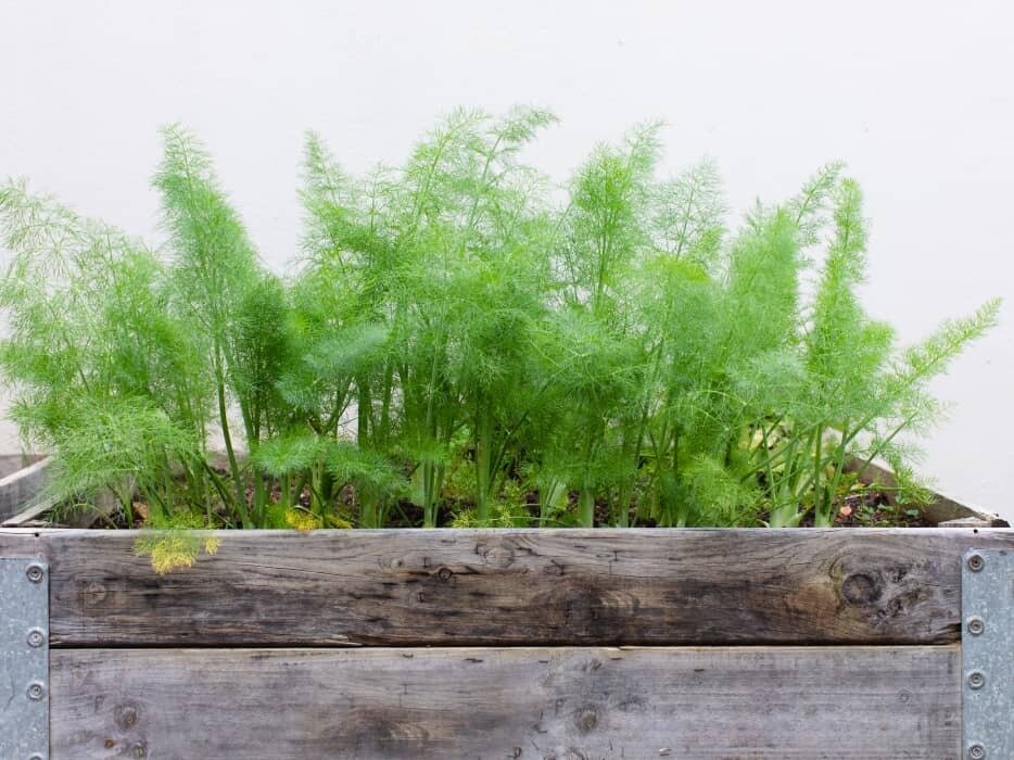 این سبزیجات را میتوان در آپارتمان هم پرورش داد | آموزش روشهای کاشت سبزی در گلدان