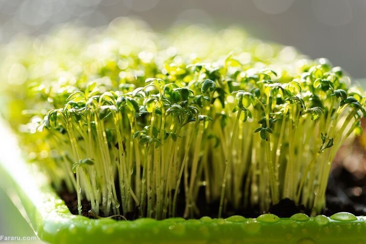 این سبزیجات را می‌توان در آپارتمان هم پرورش داد | آموزش روش‌های کاشت سبزی در گلدان