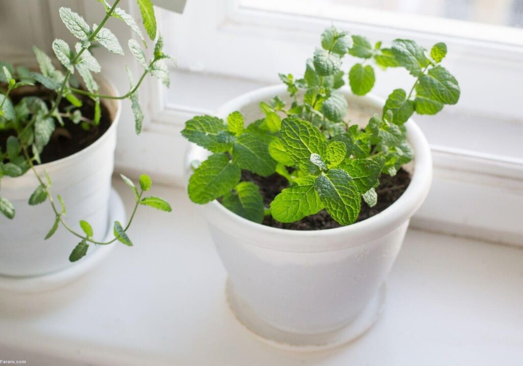 این سبزیجات را می‌توان در آپارتمان هم پرورش داد | آموزش روش‌های کاشت سبزی در گلدان