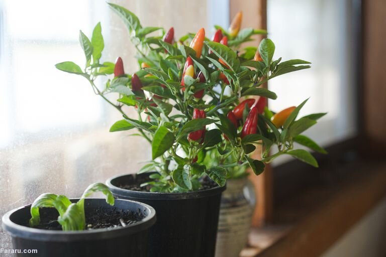 این سبزیجات را میتوان در آپارتمان هم پرورش داد | آموزش روشهای کاشت سبزی در گلدان