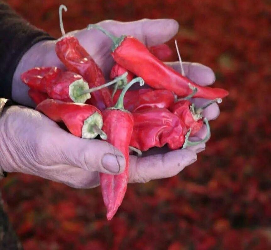 ببینید | تندترین روستای ایران کجاست؟