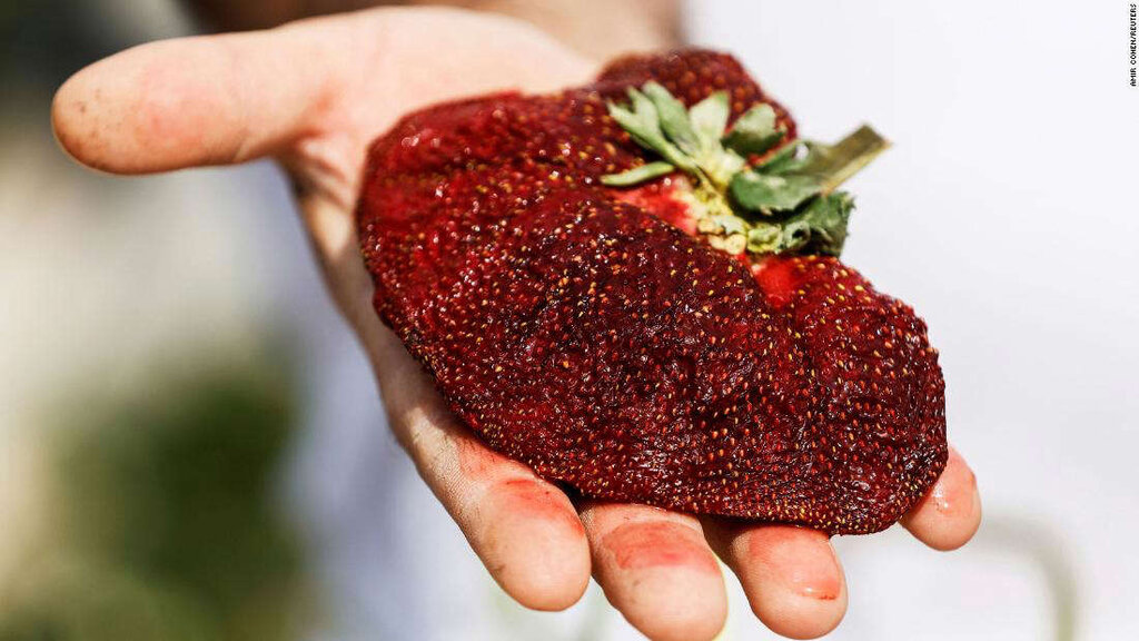 سنگین‌ترین توت فرنگی جهان