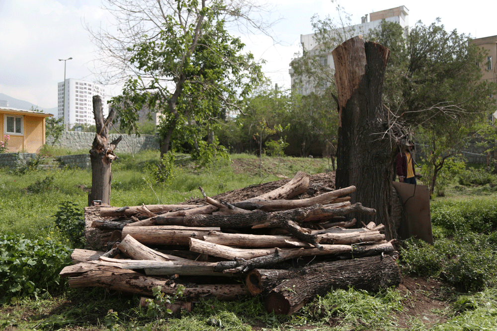 از باغهای بیبرگی حـکایت | باغهایی که در مسیر توسعه تهران گم شدند