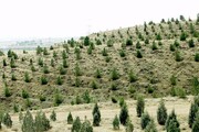 بهره‌برداری از۱۲۵۰هکتار جنگل‌کاری تا نیمه اسفند | پایان اجرای طرح کمربند سبز تا سال ۱۴۰۳