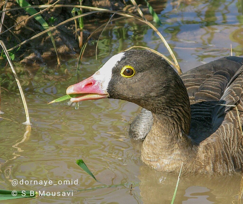 تصاویر | غازهای پیشانی سفید و عروس غاز به هورالعظیم بازگشتند