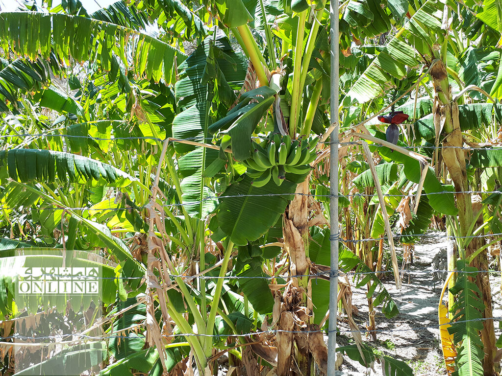 پیشنهاد سفر برای نوروز | روستایی که نارنگیهایش معروف است | سیخوران بازمانده از دوران قاجار در بندرعباس