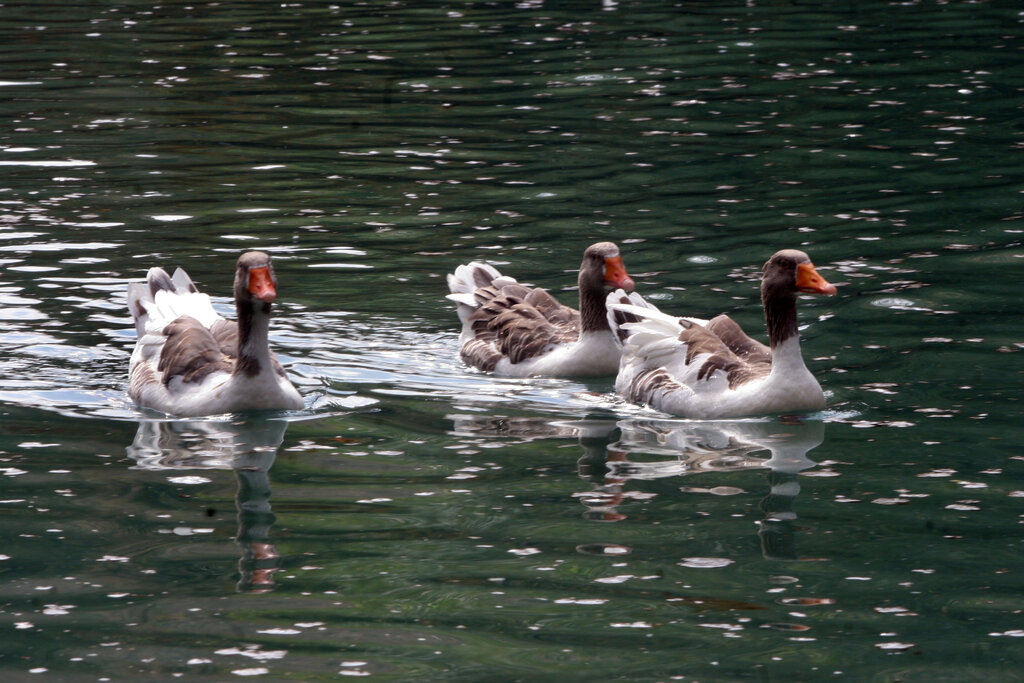 تصاویر | جمشید دولو کدام باغ را به فرح پهلوی هدیه داد؟ | این بوستان به سبک باغهای ایرانی و انگلیسی ساخته شده است