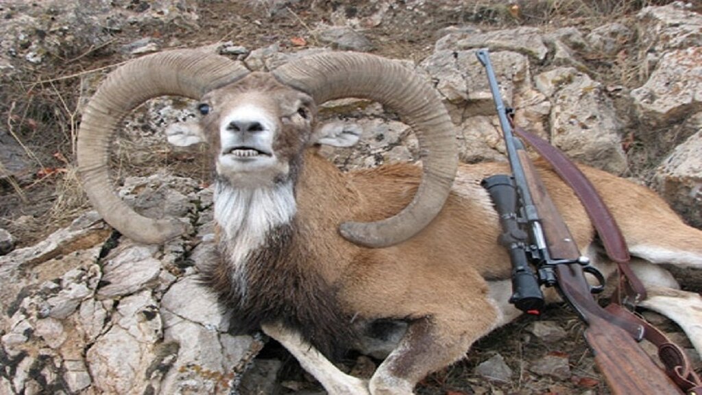 حیـوانآزارها بیمـار روانــی هستند؛ درمانشان کنید!