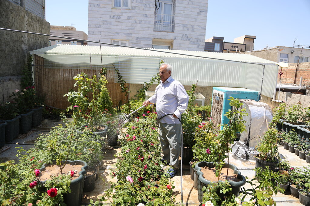 چگونه فضای سبز عمودی را در خانه اجرا کنیم؟ | هزینه اجرای فضای سبز روی بام ۸۰ درصد ارزانتر