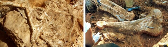 با بهشت دیرینهشناسان جهان آشنا شوید | این نقطه از ایران، جزو پنج منطقه پراهمیت دارای فسیل مهرهداران جهان است!