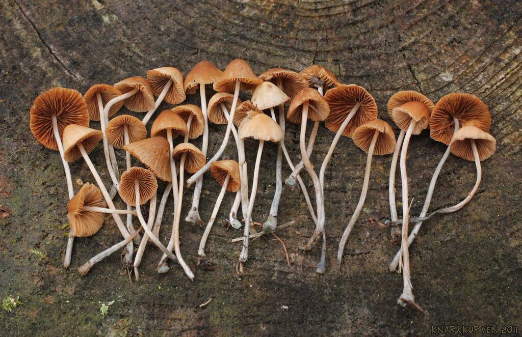 قارچ‌هاي جادويي