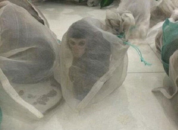 این میمون‌ها داخل کیسه‌های پلاستیکی چه می‌کنند؟ | رواج کشتار بی‌رحمانه میمون‌ها بین قاچاقچیان حیوان در ایران!
