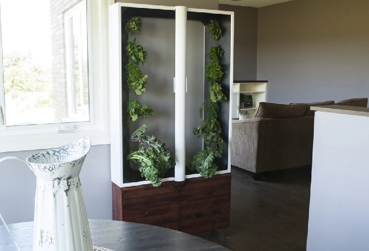 عکس | باغ را به آپارتمان خود بیاورید | روشی مقرون به‌صرفه برای پرورش سبزیجات