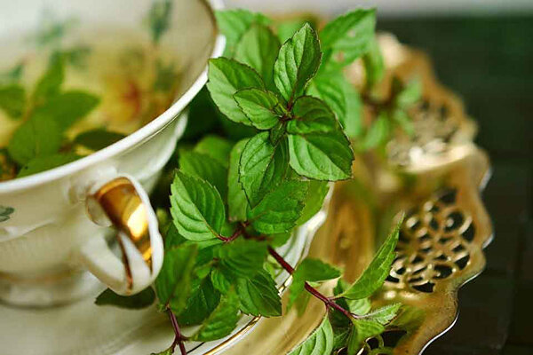 ۱۰ دمنوش‌ گیاهی موثر برای پاکسازی ریه‌ها