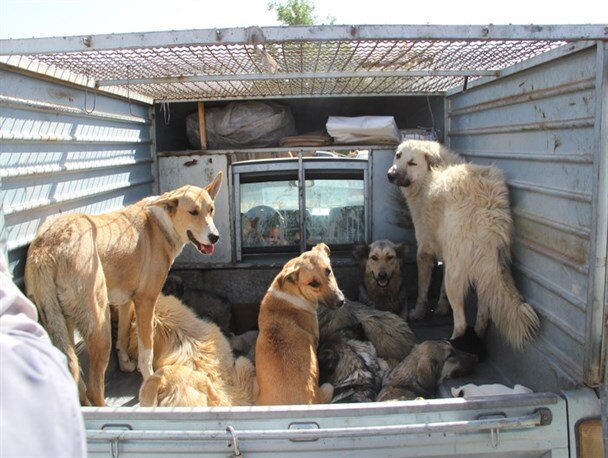 صدور پروانه ساختمانی فقط در 40 روز | زندهگیری سگهای بدون صاحب