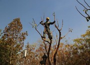 ۲۵ هزار درخت در مرکز تهران اصلاح شدند