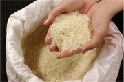 جدیدترین قیمت انواع برنج در بازار اعلام شد | یک کیلو برنج صدری هاشمی ۱۲۷ هزار و  ۷۰۰ تومان