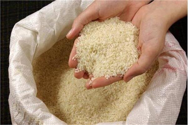 دستوری شدن قیمت برنج تولیدکننده را متضرر می‌کند