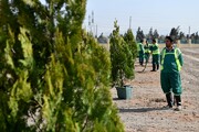 کاشت ٢١ هزار اصله درخت در شهرری