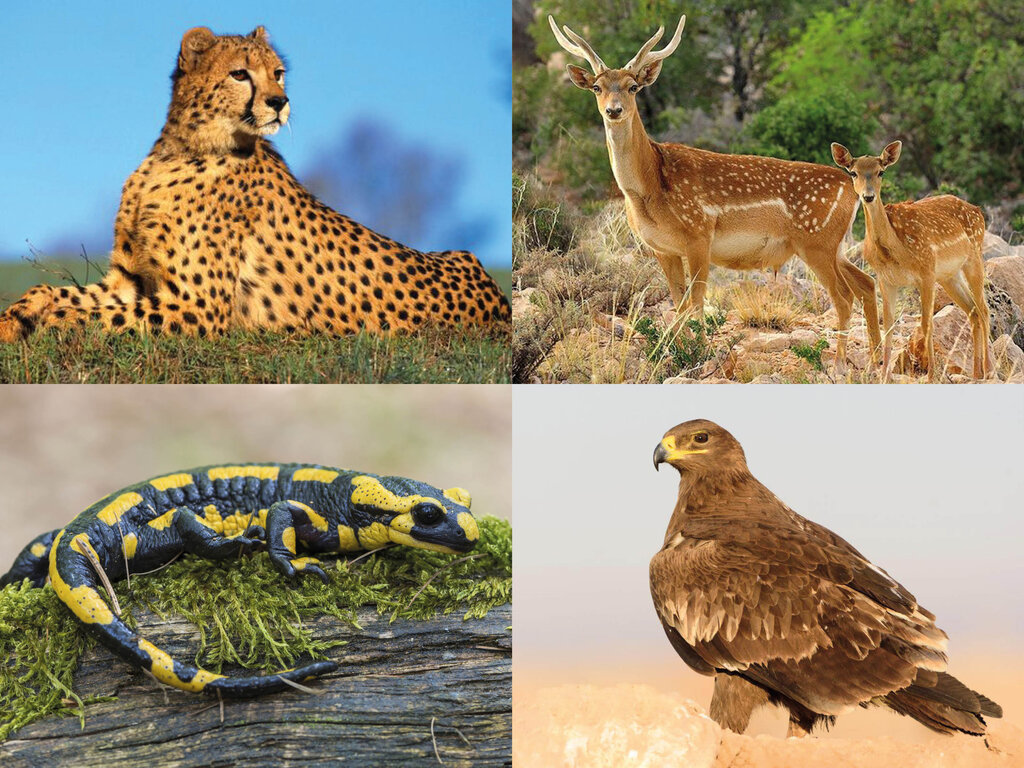 گونه‌‌‌‌‌‌‌‌‌های در خطر انقراض حیات وحش