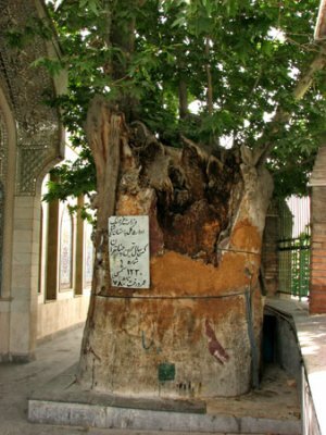 قدیمی ترین چنارهای تهران کجا سبز شدهاند؟