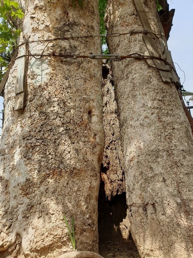 قدیمی ترین چنارهای تهران کجا سبز شدهاند؟