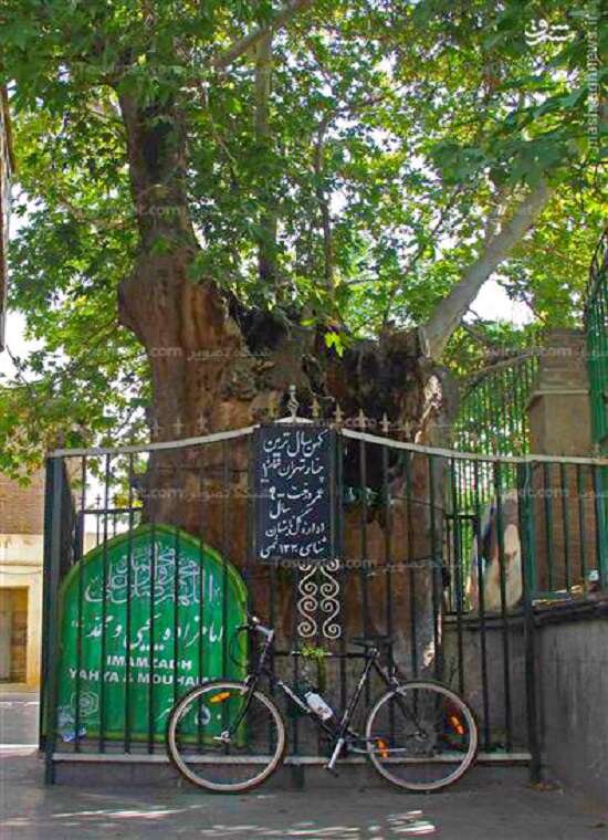 قدیمی ترین چنارهای تهران کجا سبز شده‌اند؟