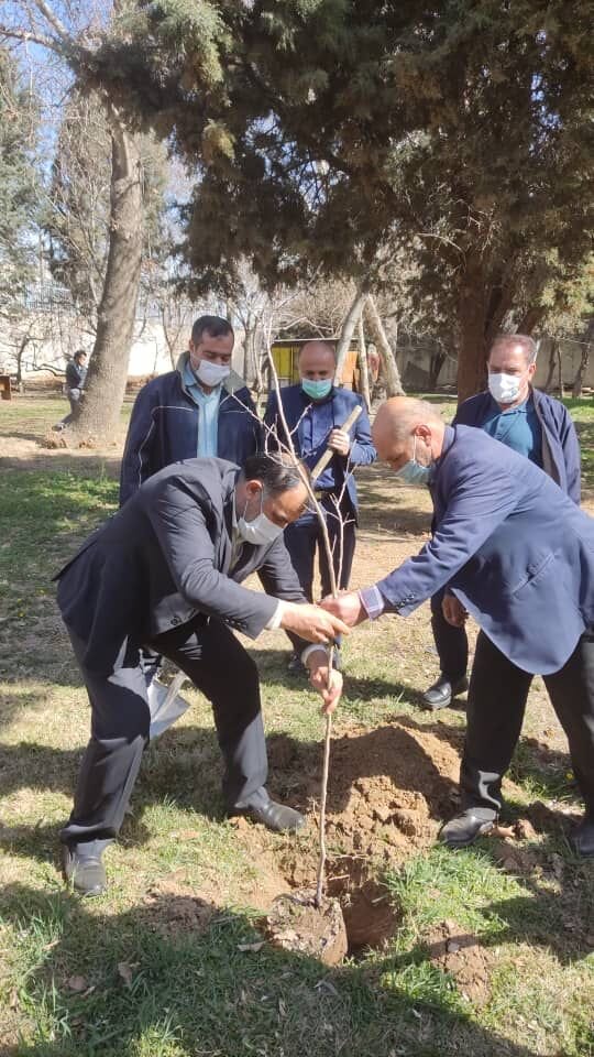 کاشت نهال «سرو»، سنبل مقاومت در محوطه موزه شهدا | اجرای ۵٠ فرش گل زیبا در نواحی ٧گانه