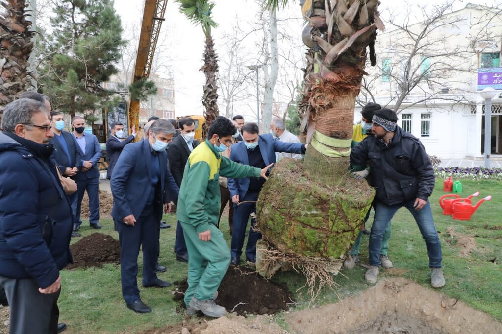 کاشت نخلهای ۴۰ ساله در چند قاب