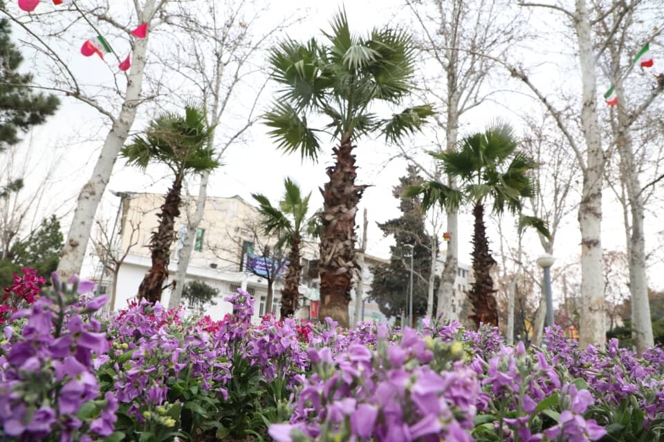 کاشت نخلهای ۴۰ ساله در چند قاب