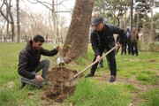 ببینید | رسم سبز ایرانیان برای استقبال از بهار | آغاز طرح ملی کاشت یک میلیارد درخت در کشور