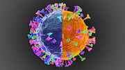 ظهور «دلتاکرون»: شناسایی سویه‌های دورگه کروناویروس حاوی ژن‌های دلتا و اُمیکرن