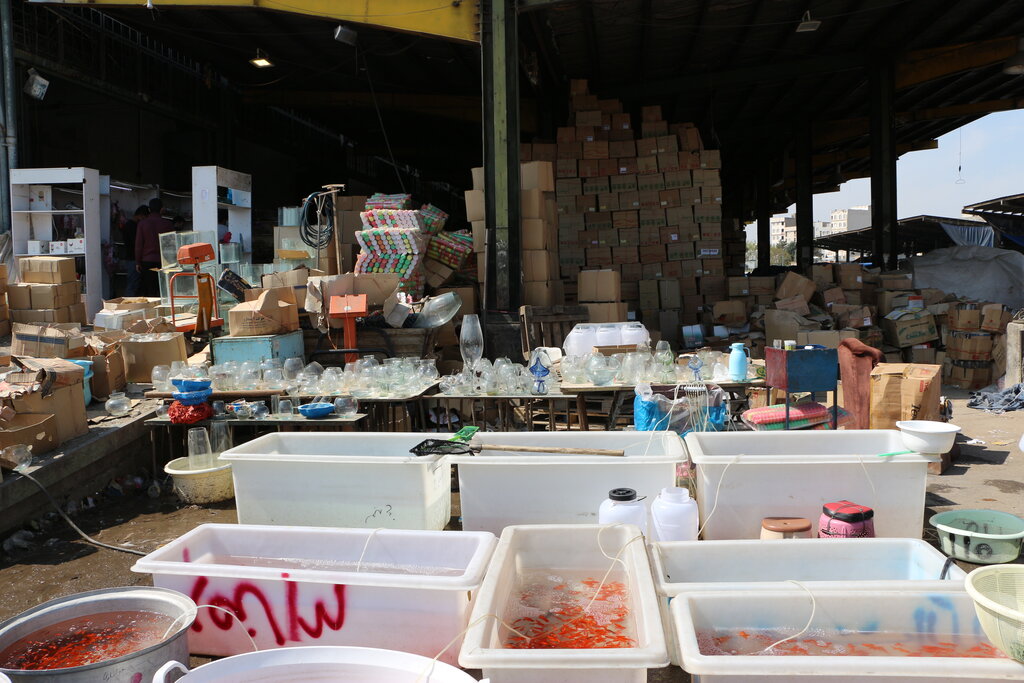 شهر ماهی قرمزهای کوچولو | در تنها بازار عمدهفروشی تهران چه میگذرد؟