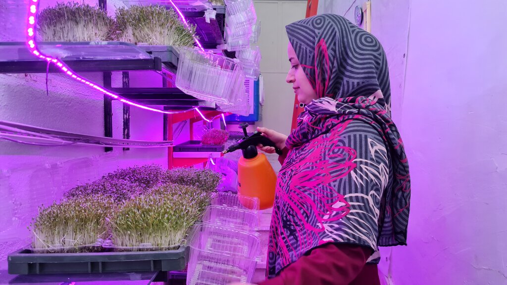 سبزه خوراکی چگونه بکاریم ؟ | روش سبزه کردن سبزه میکروگرین درخانه