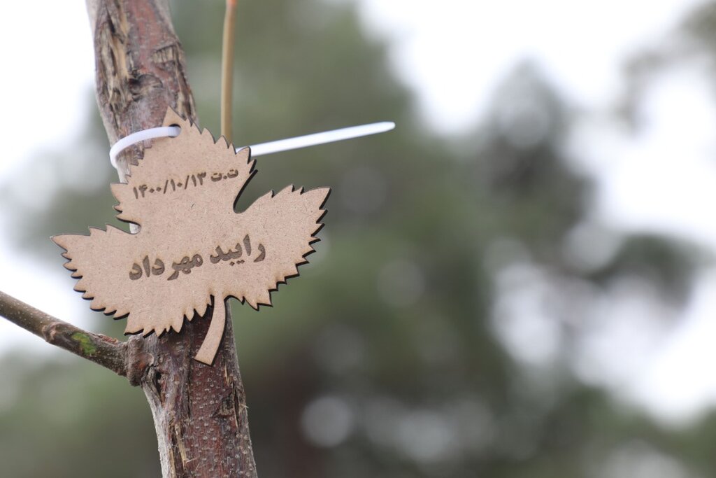 با تولد هر نوزاد یک درخت در غرب پایتخت کاشته شد | چیتگر با «نفس های تازه شهر» جان میگیرد