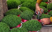 قیمت گل و سبزه عید در رزوهای پایانی سال | جدیدترین قیمت انواع سبزه، لاله و سنبل را ببینید