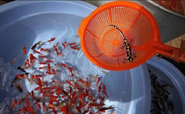 خطر نابودی یک گونه جانوری با سین جدید هفتسین | ماهی قرمز و سبزه معضل محیط زیستی نیستند | تقاضای خرید خرس و کروکودیل در بازار ایران