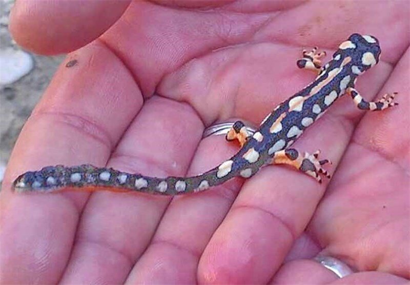 ماموریت نجات ۲۳ گونه جانوری در ایران