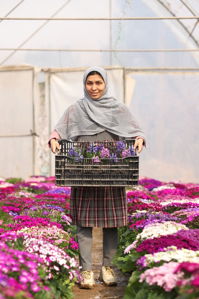 با پایتخت گل و گیاه ایران آشنا شوید | توصیه یک مزرعهدار گُل: سنبلها را دور نریزید | قیمت سنبل ۹۵ هزار تومان است!