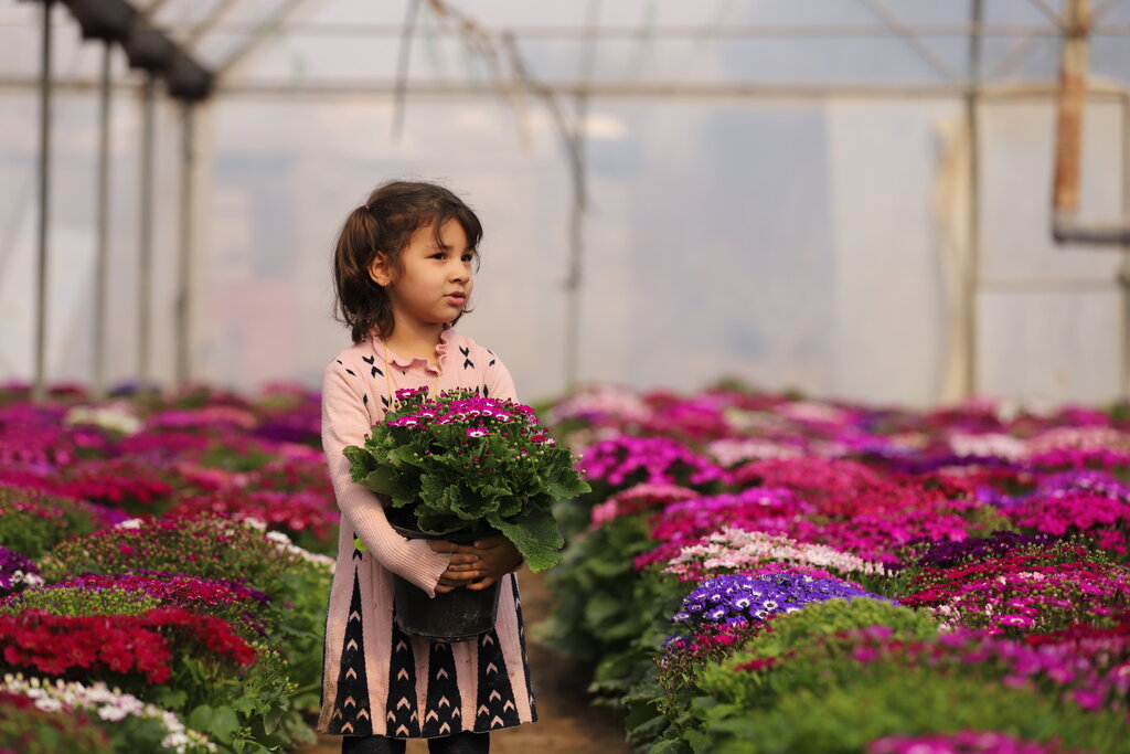 با پایتخت گل و گیاه ایران آشنا شوید | توصیه یک مزرعهدار گُل: سنبلها را دور نریزید | قیمت سنبل ۹۵ هزار تومان است!