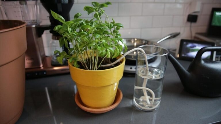 ۴ راهکار برای آب دادن به گلدان در دورانی که مسافرت رفتهاید