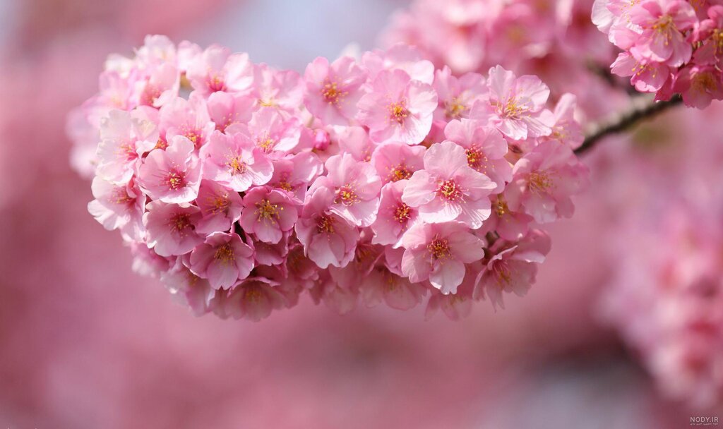 بهار - شکوفه بهاری