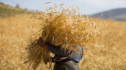 قیمت خرید تضمینی گندم برای سال زراعی جدید اعلام شد