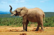 ببینید | شوخی بامزه فیل غول‌پیکر با یک گردشگر | فیلی که کلاهبردار از آب درآمد!