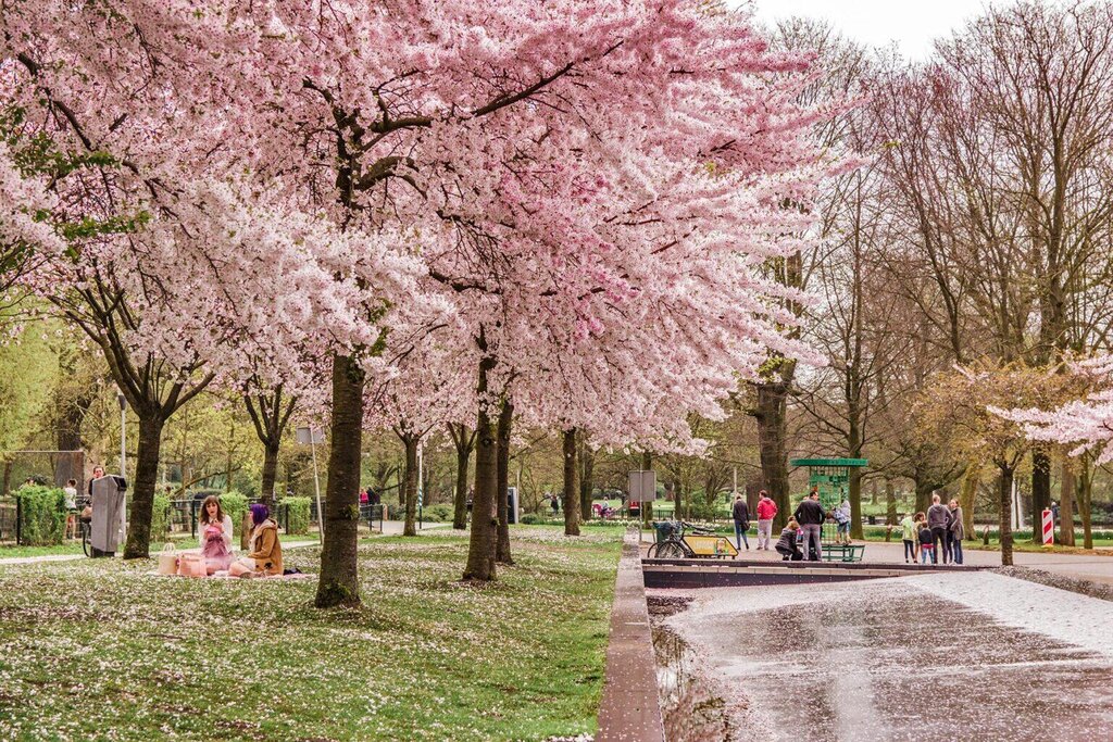 تصاویر زیباترین خیابان‌های بهاری دنیا | قدم زدن در میان شکوفه‌های گیلاس